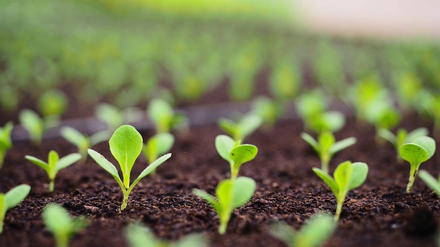 Sprouting shoots